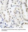 Splicing Factor Proline And Glutamine Rich (SFPQ) Antibody