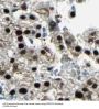 SAGA Complex Associated Factor 29 (SGF29) Antibody