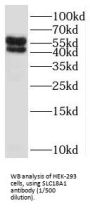 Solute Carrier Family 18,Member 1 (SLC18A1) Antibody