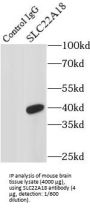 Solute Carrier Family 22 Member 18 (SLC22A18) Antibody