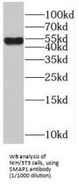 Stromal Membrane-Associated Protein 1 (SMAP1) Antibody