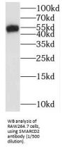 SWI/SNF Related, Matrix Associated, Actin Dependent Regulator of Chromatin, Subfamily D, Member 2 (SMARCD2) Antibody