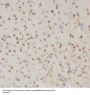 Small Nuclear Ribonucleoprotein U11/U12 Subunit 48 (SNRNP48) Antibody