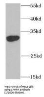 U1 Small Nuclear Ribonucleoprotein A (SNRPA) Antibody
