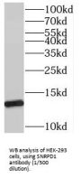 Small Nuclear Ribonucleoprotein Polypeptide D1 (SNRPD1) Antibody