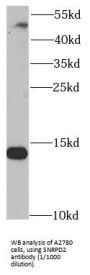 Small Nuclear Ribonucleoprotein D2 Polypeptide (SNRPD2) Antibody
