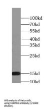 Small Nuclear Ribonucleoprotein D2 Polypeptide (SNRPD2) Antibody