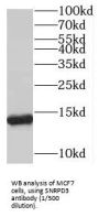 Small Nuclear Ribonucleoprotein D3 Polypeptide (SNRPD3) Antibody