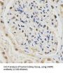 Small Nuclear Ribonucleoprotein E (SNRPE) Antibody