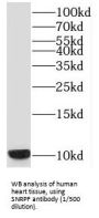 Small Nuclear Ribonucleoprotein Polypeptide F (SNRPF) Antibody