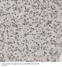 Small Nuclear Ribonucleoprotein-Associated Protein N (SNRPN) Antibody