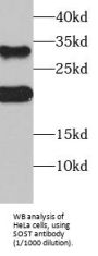 Sclerostin (SOST) Antibody