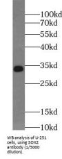 Transcription Factor SOX-2 (SOX2) Antibody