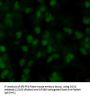 Transcription Factor SOX-2 (SOX2) Antibody