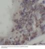 Sperm-Associated Antigen 7 (SPAG7) Antibody