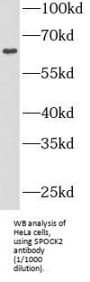 Testican-2 (SPOCK2) Antibody