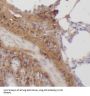 Sepiapterin Reductase (7,8-Dihydrobiopterin:NADP+ Oxidoreductase) (SPR) Antibody