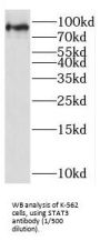 Signal Transducer And Activator of Transcription 3 (STAT3) Antibody