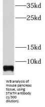 Statherin (STATH) Antibody
