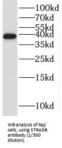 STE20-Related Kinase Adaptor Beta (STRADB) Antibody