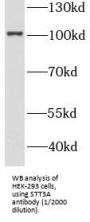 STT3A, Catalytic Subunit of The Oligosaccharyltransferase Complex (STT3A) Antibody