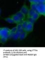 STT3A, Catalytic Subunit of The Oligosaccharyltransferase Complex (STT3A) Antibody