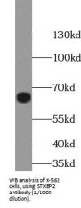 Syntaxin Binding Protein 2 (STXBP2) Antibody