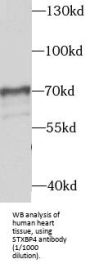 Syntaxin Binding Protein 4 (STXBP4) Antibody