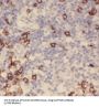 SPT16 Homolog, Facilitates Chromatin Remodeling Subunit (SUPT16H) Antibody
