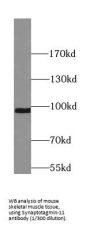 Synaptotagmin-11 (Syt11) Antibody