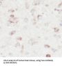Microtubule-Associated Protein Tau (MAPT) Antibody