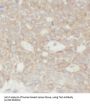 Tafazzin (TAZ) Antibody