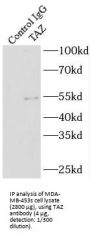 Tafazzin (TAZ) Antibody