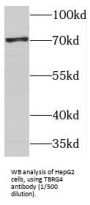 Transforming Growth Factor Beta Regulator 4 (TBRG4) Antibody