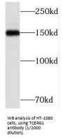 Transcription Elongation Regulator 1 (TCERG1) Antibody