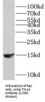 T-Cell Leukemia/lymphoma Protein 1A (TCL1A) Antibody