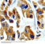 TGF-beta 2-Specific Antibody