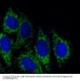 TGF-beta 2-Specific Antibody