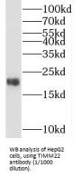 Mitochondrial Import Inner Membrane Translocase Subunit Tim22 (TIMM22) Antibody