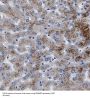 Mitochondrial Import Inner Membrane Translocase Subunit Tim22 (TIMM22) Antibody
