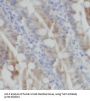 Toll-Like Receptor 7 (TLR7) Antibody