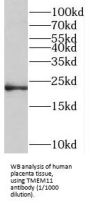 Transmembrane Protein 11, Mitochondrial (TMEM11) Antibody