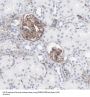 Transmembrane Protein 120B (TMEM120B) Antibody