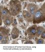 Transmembrane Protein 195 (TMEM195) Antibody