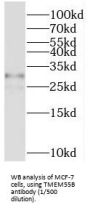Transmembrane Protein 55B (TMEM55B) Antibody