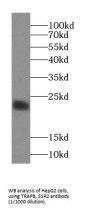 TRAPB/SSR2 (SSR2) Antibody
