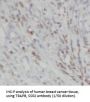 TRAPB/SSR2 (SSR2) Antibody