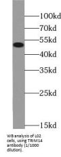 Tripartite Motif-Containing 14 (TRIM14) Antibody