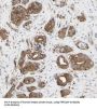 Short Transient Receptor Potential Channel 4-Associated Protein (TRPC4AP) Antibody
