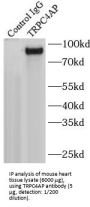 Short Transient Receptor Potential Channel 4-Associated Protein (TRPC4AP) Antibody